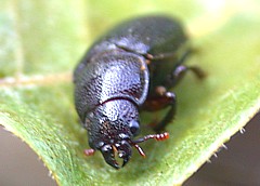 Ceruchus piceus