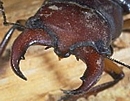 Stag Beetle