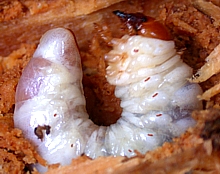 Stag Beetle Larva