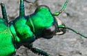 Tiger Beetle