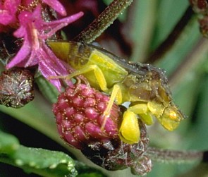 Ambush Bug in the Phymata genus