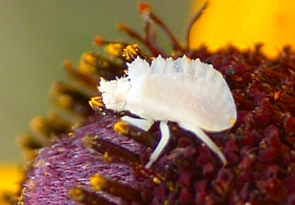 Ambush Bug nymph