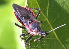 Bee Assassin, Apiomerus crassipes