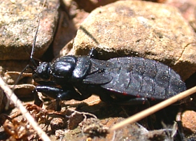 Female corsair, Melanolestes sp.