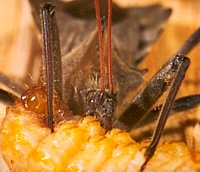 Wheel Bug feeding on a caterpillar