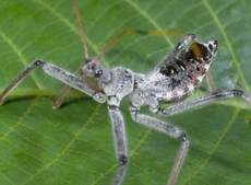 Wheel Bug Nymph