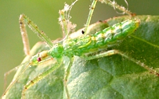 Assassin bug nymph, Zelus sp.