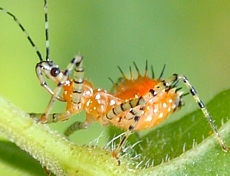 Pselliopus sp. nymph