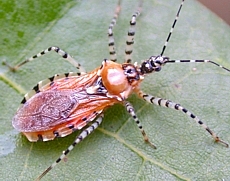 Pselliopus sp. adult