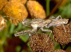 Spined Assassin Bug