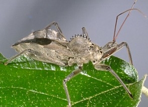 Wheel Bug