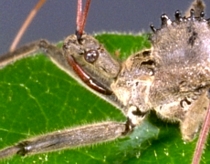 Assassin Bug