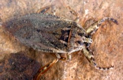 Giant Water Bug in the Lethocerus genus