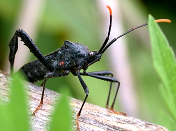 Acanthocephala terminalis