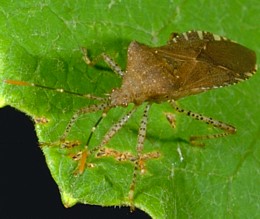 Horned Squash Bug