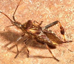 Leptoglossus occidentalis