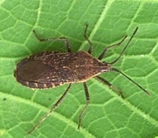 Squash Bug