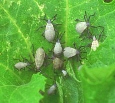 Squash Bug Nymphs