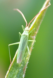 Unknown species (possibly Stenodema)