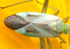 Plant Bug, showing 2 closed cells in hemielytra