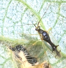 Hyaliodes vitripennis