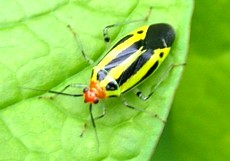 Four-Lined Plant Bug