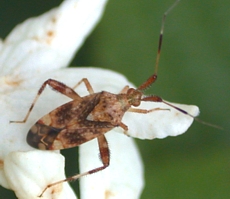 Clouded Plant Bug