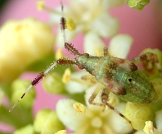 Plant Bug Nymph, Neurocolpus nubilus