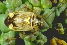 Tarnished Plant Bug