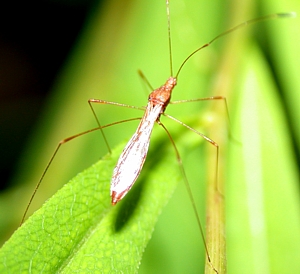 Stilt Bug, Jalysus sp.