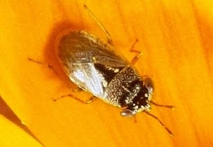 Big-Eyed Bug, Geocoris punctipes