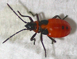 Nymph of a Milkweed Bug