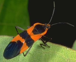 Large Milkweed Bug, Oncopeltus fasciatus