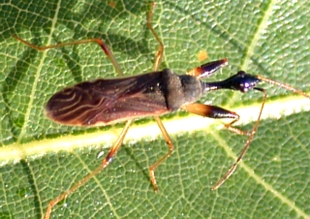 Long-necked seed bug