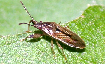Pachygronthid bug in the Oedancala genus
