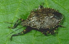 Rough Stink Bug 