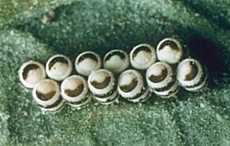 Harlequin bug eggs