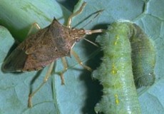 Spined Soldier Bug feeding on a caterpillar