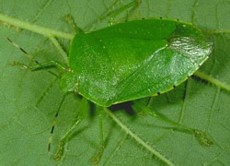 Green Stink Bug