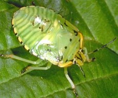 Green Stink Bug Nymph