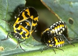 Harlequin Bug: Adult & Nymphs