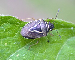 Mormidea Stink Bug