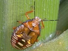 Nymph of the Spined Soldier Bug