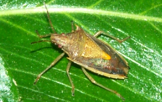 Mormidea Stink Bug