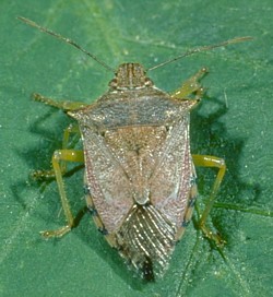 Spined Soldier Bug