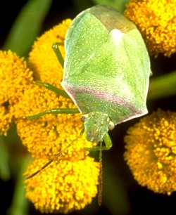 Red-Shouldered Stink Bug