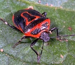 Two-Spotted Stink Bug