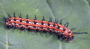 Fritillary Caterpillar