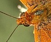 Fritillary