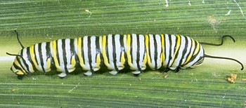 Monarch Caterpillar